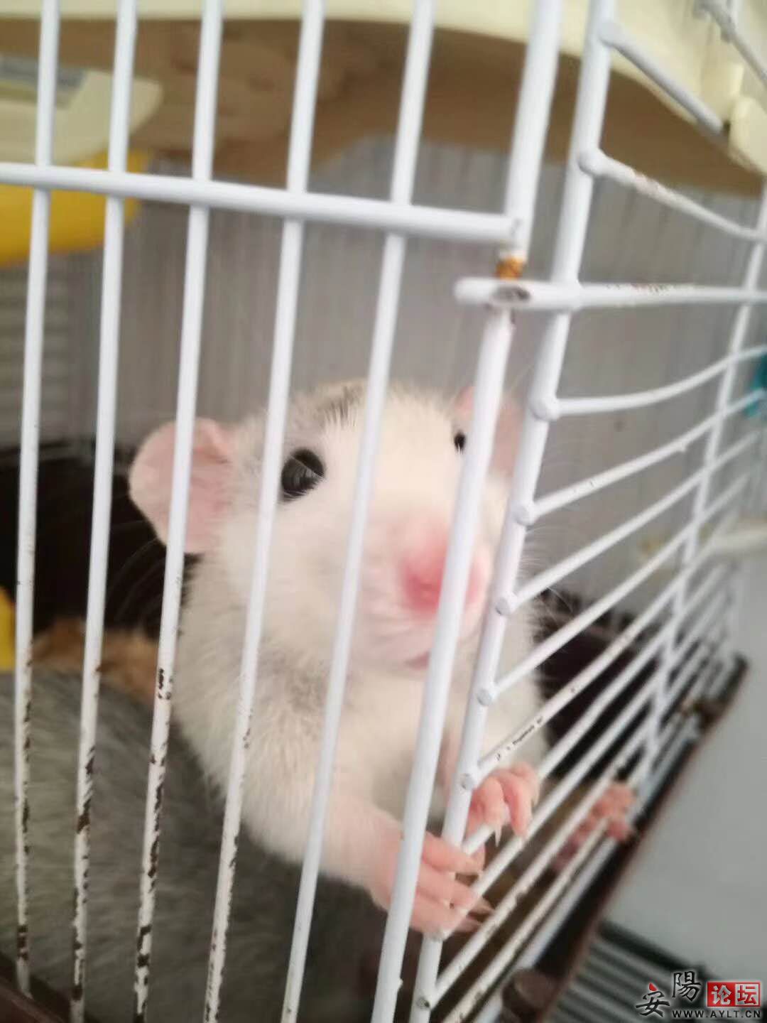 ɰ