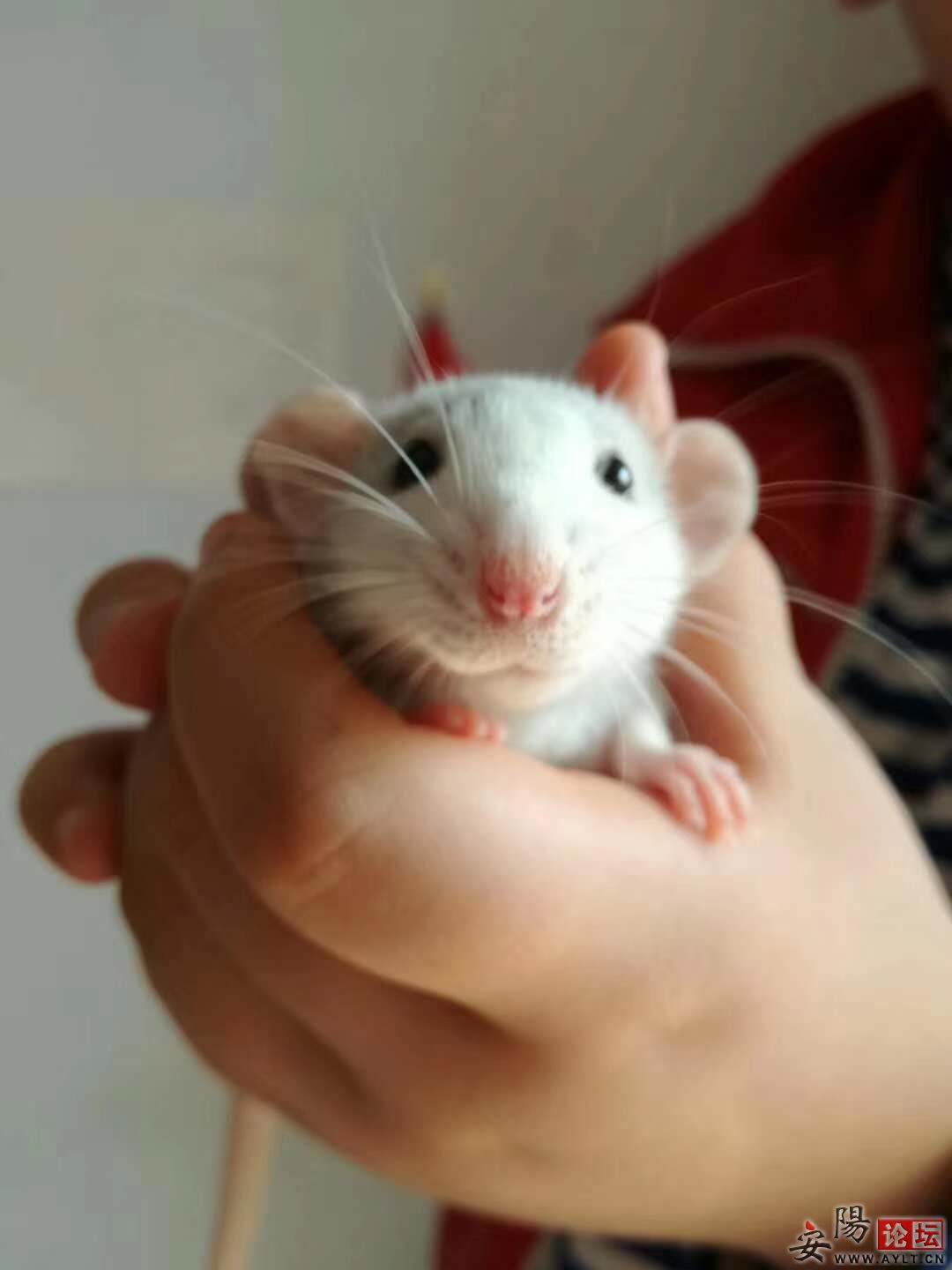 ɰ