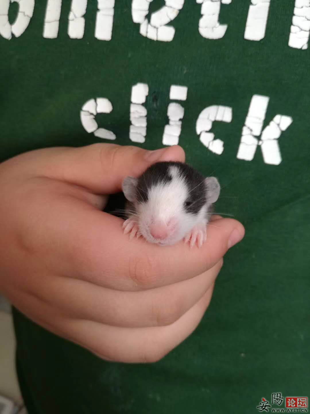 ɰ