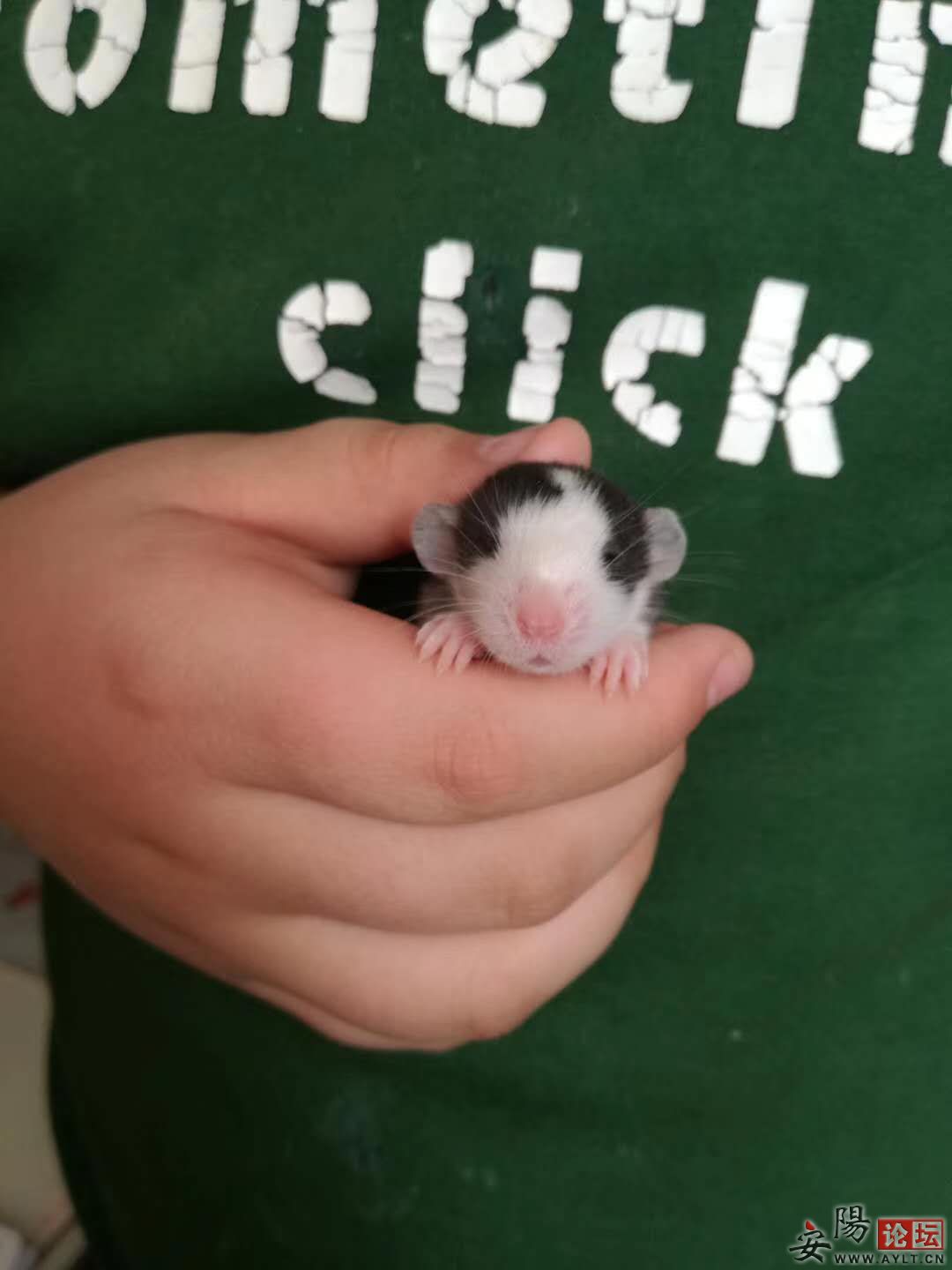 ɰ