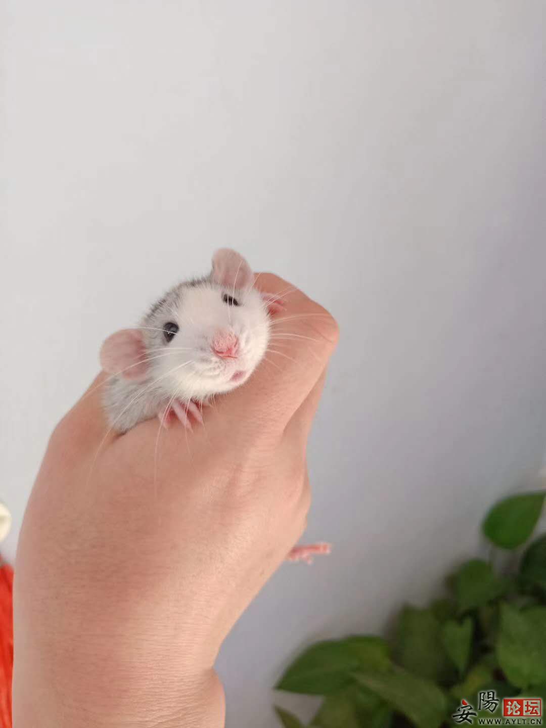 ɰ